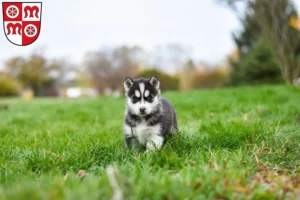Mehr über den Artikel erfahren Husky Züchter und Welpen in Miltenberg