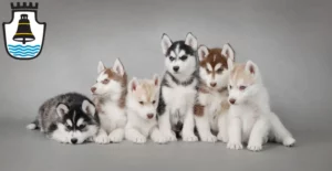 Mehr über den Artikel erfahren Husky Züchter und Welpen in Mindelheim