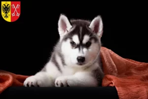 Mehr über den Artikel erfahren Husky Züchter und Welpen in Minden