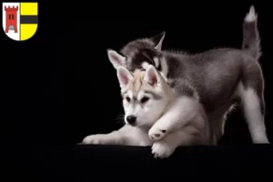 Mehr über den Artikel erfahren Husky Züchter und Welpen in Moers