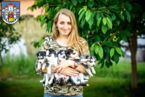 Mehr über den Artikel erfahren Husky Züchter und Welpen in Montabaur