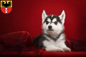 Mehr über den Artikel erfahren Husky Züchter und Welpen in Mühlhausen/Thüringen
