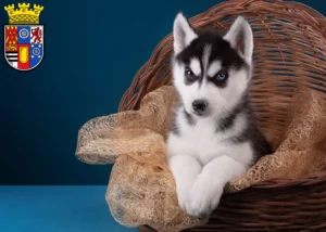 Mehr über den Artikel erfahren Husky Züchter und Welpen in Mülheim an der Ruhr