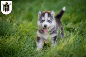 Mehr über den Artikel erfahren Husky Züchter und Welpen in München