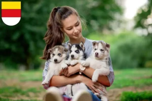 Mehr über den Artikel erfahren Husky Züchter und Welpen in Münster