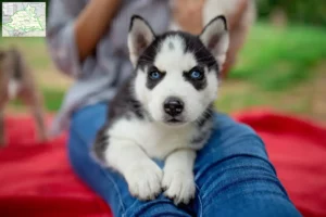 Mehr über den Artikel erfahren Husky Züchter und Welpen aus dem Münsterland