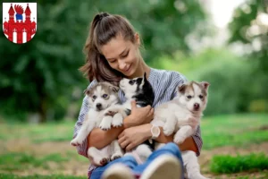 Mehr über den Artikel erfahren Husky Züchter und Welpen in Neubrandenburg