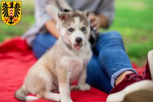 Mehr über den Artikel erfahren Husky Züchter und Welpen in Neuenburg