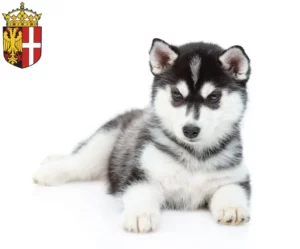Mehr über den Artikel erfahren Husky Züchter und Welpen in Neuss