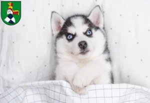 Mehr über den Artikel erfahren Husky Züchter und Welpen in Neustadt an der Aisch