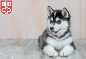 Mehr über den Artikel erfahren Husky Züchter und Welpen in Nidwalden