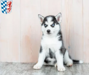 Mehr über den Artikel erfahren Husky Züchter und Welpen in Niederbayern