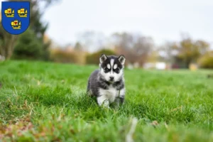 Mehr über den Artikel erfahren Husky Züchter und Welpen in Nordfriesland