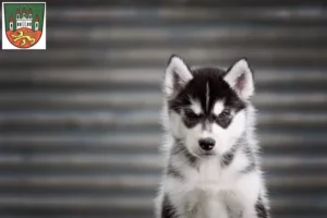 Mehr über den Artikel erfahren Husky Züchter und Welpen in Northeim