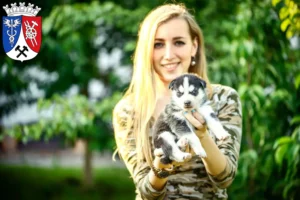 Mehr über den Artikel erfahren Husky Züchter und Welpen in Oberhausen