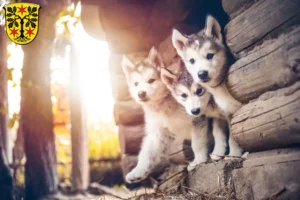 Mehr über den Artikel erfahren Husky Züchter und Welpen im Odenwald