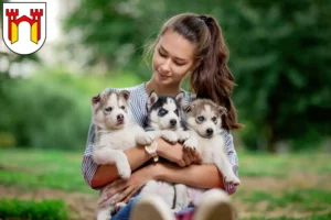 Mehr über den Artikel erfahren Husky Züchter und Welpen in Offenburg