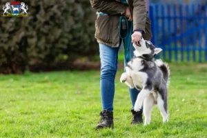 Mehr über den Artikel erfahren Husky Züchter und Welpen in Osterholz-Scharmbeck