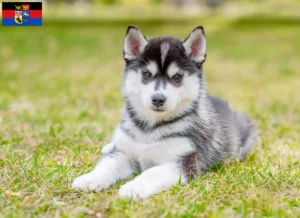 Mehr über den Artikel erfahren Husky Züchter und Welpen in Ostfriesland