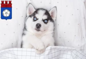 Mehr über den Artikel erfahren Husky Züchter und Welpen in Ottweiler