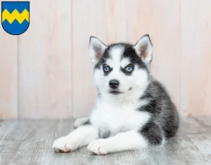 Mehr über den Artikel erfahren Husky Züchter und Welpen in Pfaffenhofen an der Ilm
