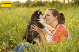 Mehr über den Artikel erfahren Husky Züchter und Welpen in Pfarrkirchen