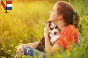 Mehr über den Artikel erfahren Husky Züchter und Welpen in Pforzheim