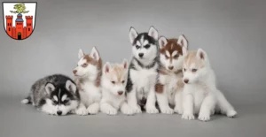 Mehr über den Artikel erfahren Husky Züchter und Welpen in Pirmasens