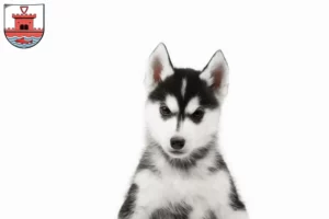 Mehr über den Artikel erfahren Husky Züchter und Welpen in Plön