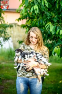 Mehr über den Artikel erfahren Husky Züchter und Welpen in Prenzlau
