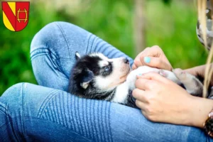 Mehr über den Artikel erfahren Husky Züchter und Welpen in Rastatt