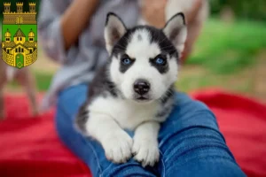 Mehr über den Artikel erfahren Husky Züchter und Welpen in Recklinghausen