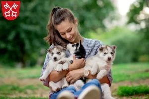Mehr über den Artikel erfahren Husky Züchter und Welpen in Regensburg