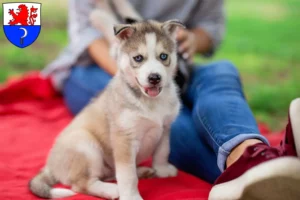 Mehr über den Artikel erfahren Husky Züchter und Welpen in Remscheid