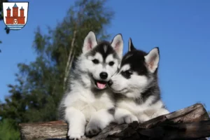 Mehr über den Artikel erfahren Husky Züchter und Welpen in Rendsburg