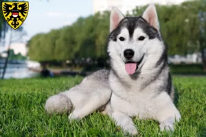 Mehr über den Artikel erfahren Husky Züchter und Welpen in Reutlingen