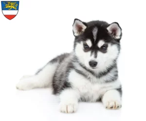 Mehr über den Artikel erfahren Husky Züchter und Welpen in Rostock