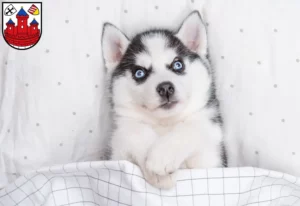 Mehr über den Artikel erfahren Husky Züchter und Welpen in Rotenburg (Wümme)