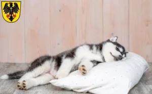 Mehr über den Artikel erfahren Husky Züchter und Welpen in Rottweil