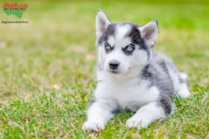 Mehr über den Artikel erfahren Husky Züchter und Welpen im Ruhrgebiet