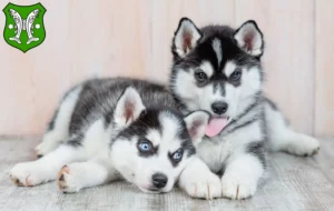 Mehr über den Artikel erfahren Husky Züchter und Welpen in Saalfeld/Saale