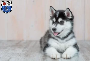 Mehr über den Artikel erfahren Husky Züchter und Welpen in Saarbrücken