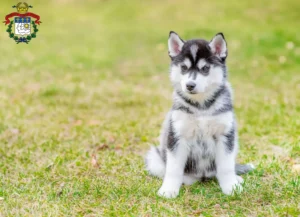 Mehr über den Artikel erfahren Husky Züchter und Welpen in Saarlouis