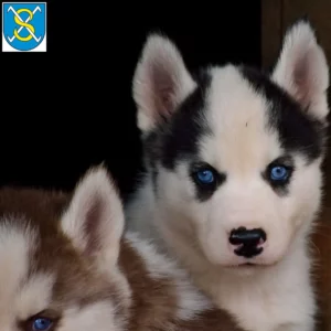 Mehr über den Artikel erfahren Husky Züchter und Welpen in Sangerhausen