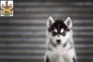 Mehr über den Artikel erfahren Husky Züchter und Welpen in Schleiz