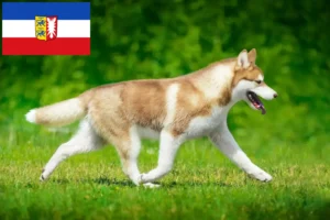 Mehr über den Artikel erfahren Husky Züchter und Welpen in Schleswig-Holstein