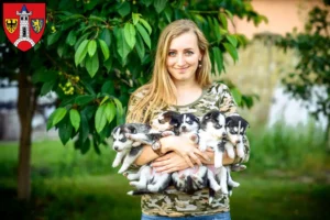 Mehr über den Artikel erfahren Husky Züchter und Welpen in Schwabach
