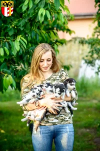 Mehr über den Artikel erfahren Husky Züchter und Welpen in Schwaben