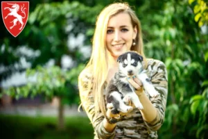 Mehr über den Artikel erfahren Husky Züchter und Welpen in Schwäbisch Gmünd