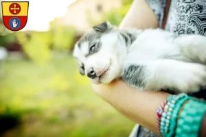 Mehr über den Artikel erfahren Husky Züchter und Welpen in Schwäbisch Hall